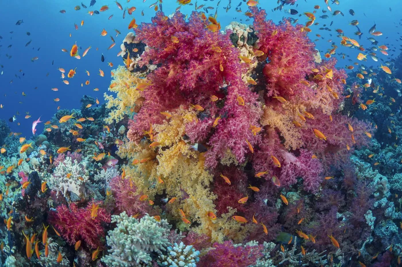 Sharm el-Sheikh, Hurghada ou Marsa Alam : où partir en mer Rouge ?